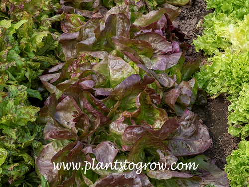 Roxy Butterhead Lettuce (Lactuca sativa) A shiny red heading buttercrunch lettuce with light-blistered leaves.